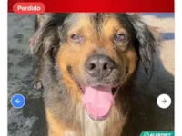 Cachorro raça SRD-ViraLata idade 6 ou mais anos nome Theo