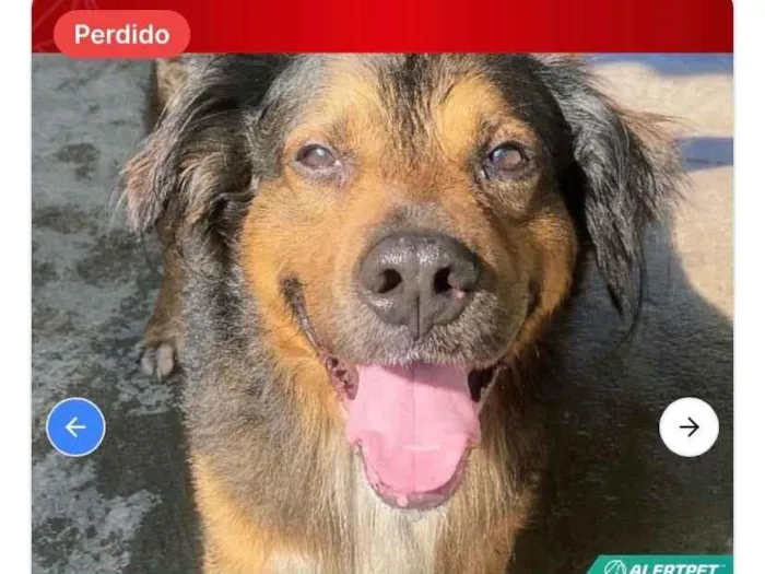 Cachorro raça SRD-ViraLata idade 6 ou mais anos nome Theo