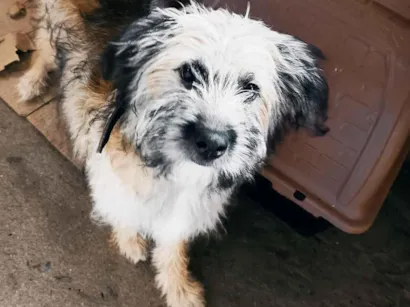 Cachorro raça SRD-ViraLata idade 2 a 6 meses nome Théo 