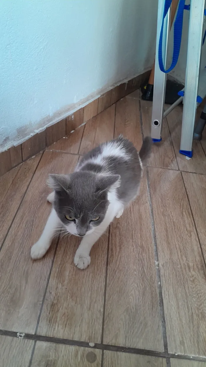 Gato raça SRD-ViraLata idade 3 anos nome Gata