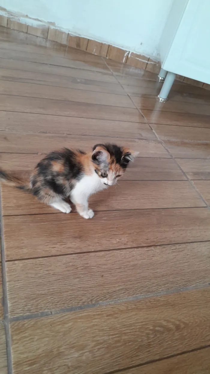 Gato raça SRD-ViraLata idade 2 a 6 meses nome Shakira 