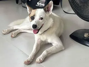 Cachorro raça SRD-ViraLata idade 2 a 6 meses nome Zezinho 