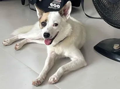 Cachorro raça SRD-ViraLata idade 2 a 6 meses nome Zezinho 