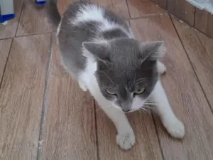 Gato raça SRD-ViraLata idade 3 anos nome Gata