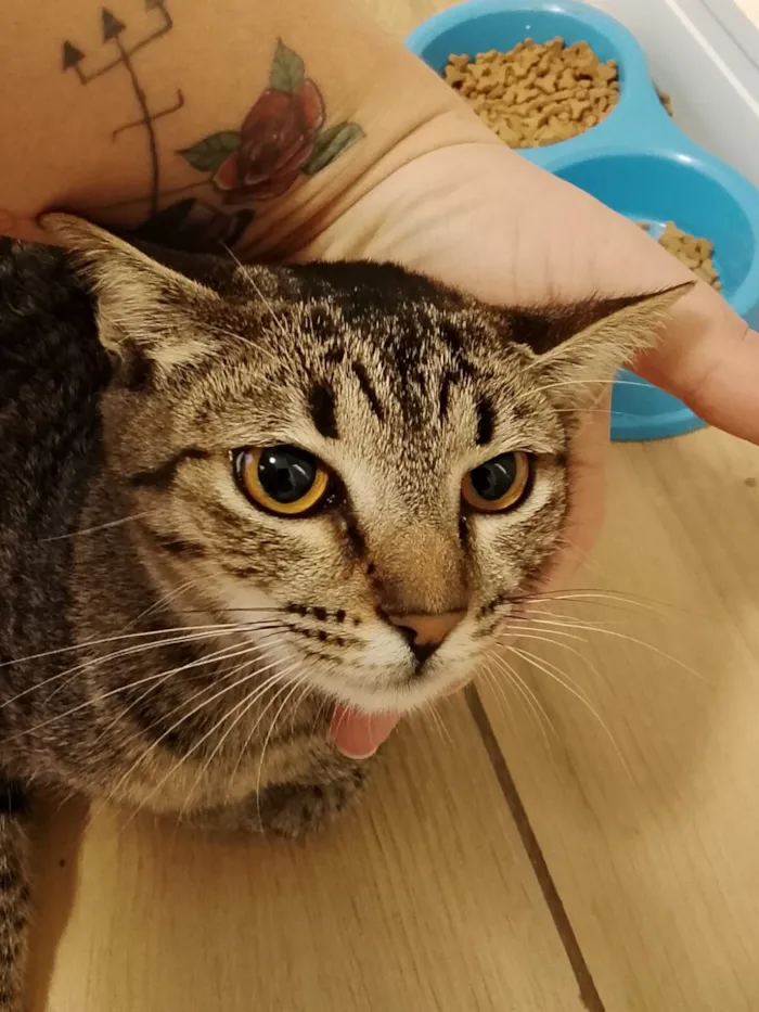 Gato raça SRD-ViraLata idade 7 a 11 meses nome Pedrinha