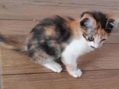 Gato raça SRD-ViraLata idade 2 a 6 meses nome Shakira 