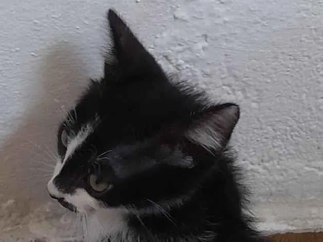 Gato raça SRD-ViraLata idade 2 a 6 meses nome Tom 
