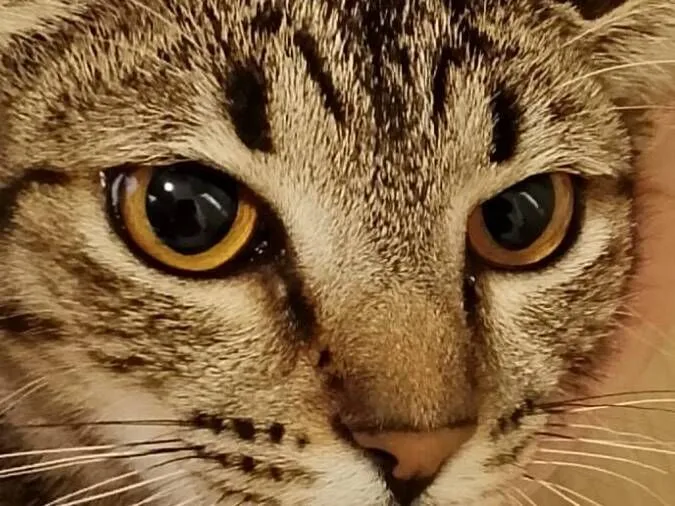 Gato raça SRD-ViraLata idade 7 a 11 meses nome Pedrinha