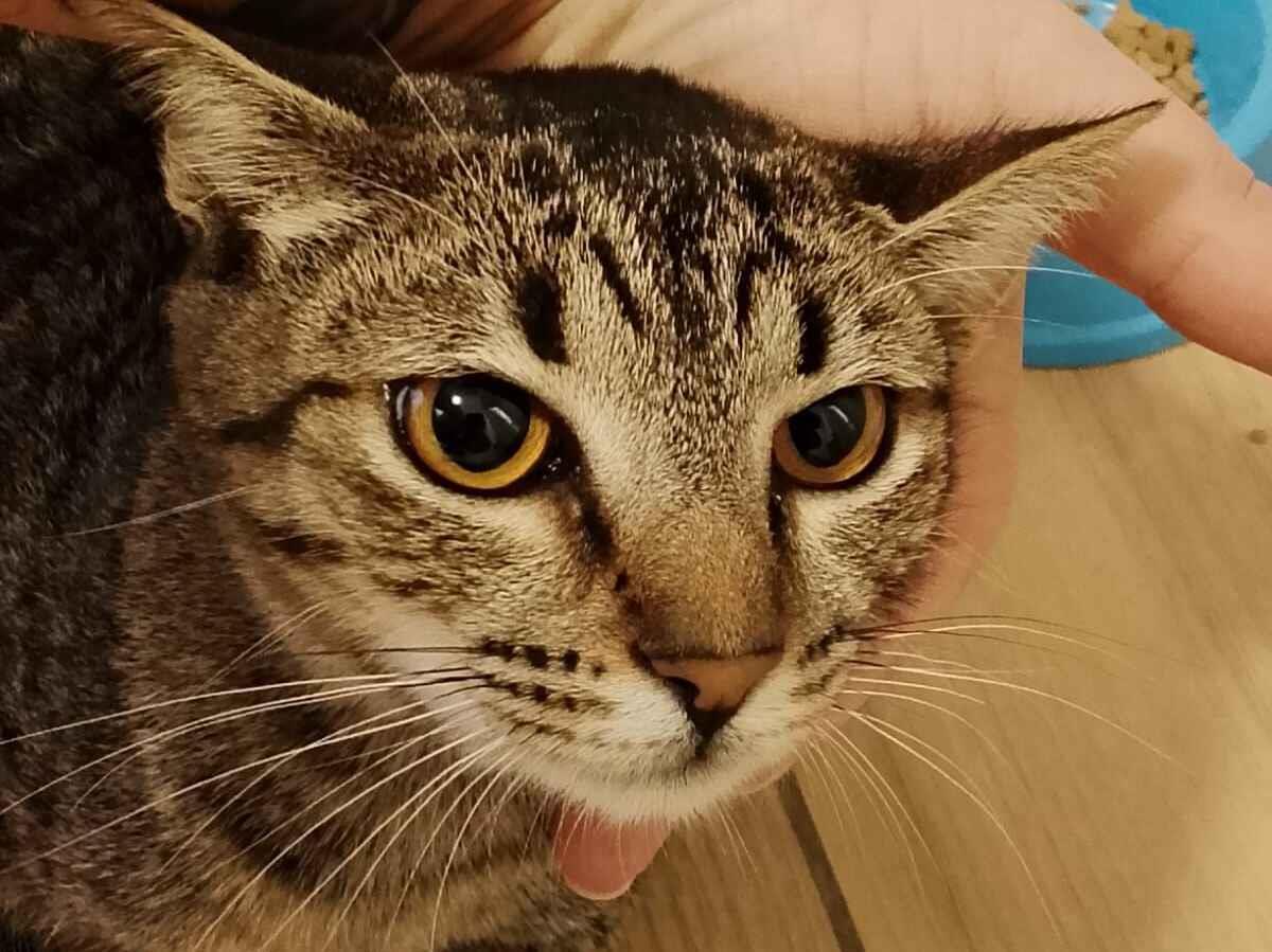 Gato raça SRD-ViraLata idade 7 a 11 meses nome Pedrinha