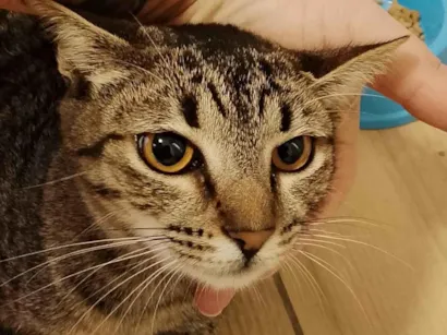 Gato raça SRD-ViraLata idade 7 a 11 meses nome Pedrinha