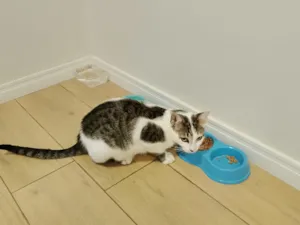 Gato raça SRD-ViraLata idade 7 a 11 meses nome Foguinho