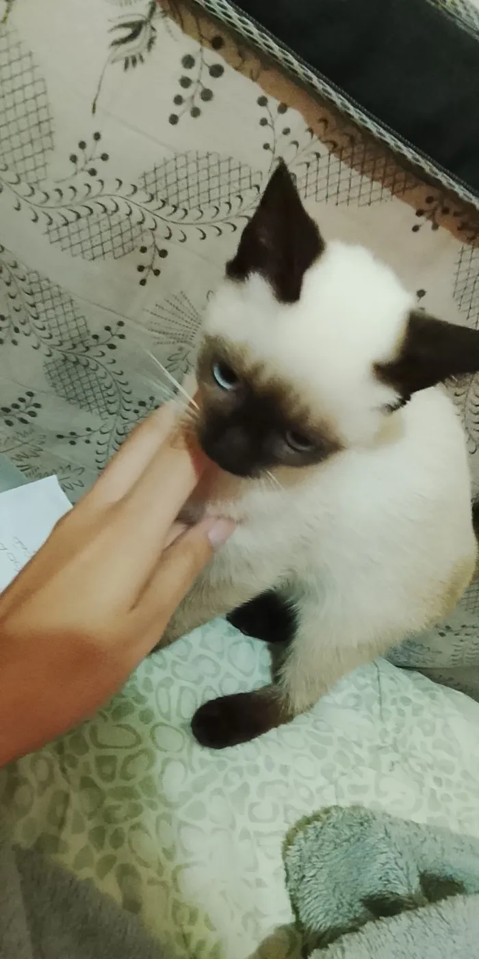 Gato raça SRD-ViraLata idade 2 a 6 meses nome Gatinhos Filhotes