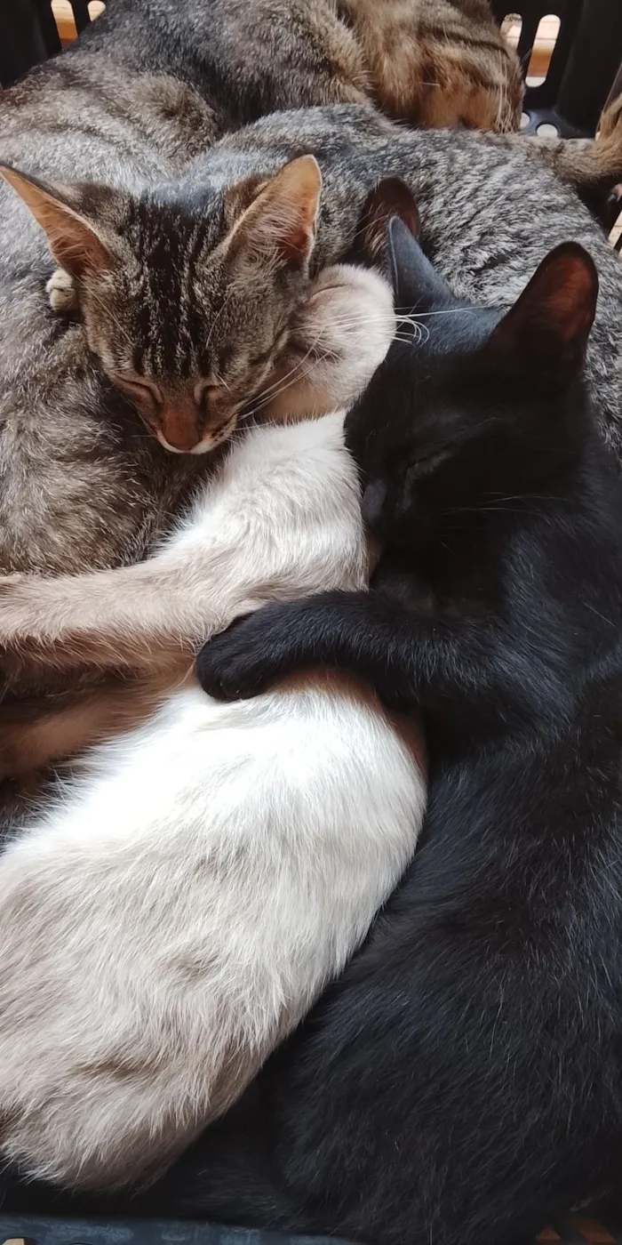 Gato raça SRD-ViraLata idade 2 a 6 meses nome Gatinhos Filhotes