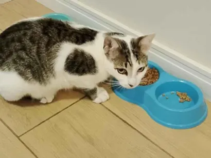 Gato raça SRD-ViraLata idade 7 a 11 meses nome Foguinho