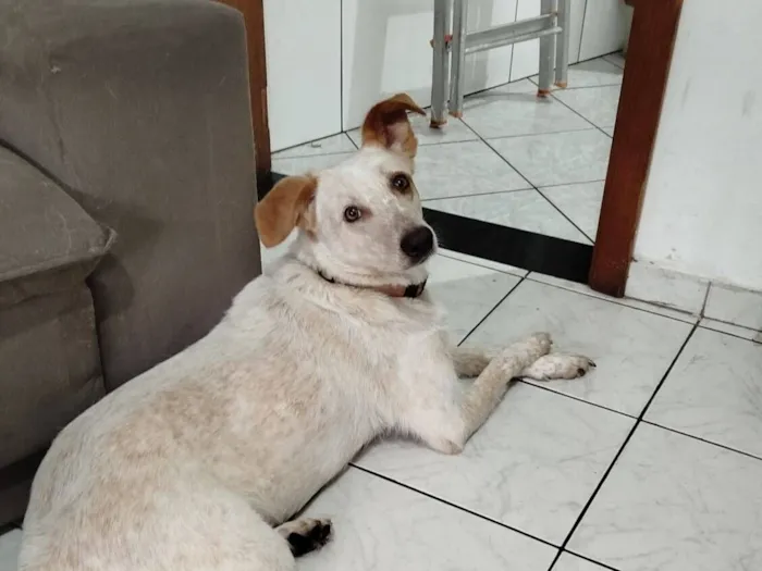 Cachorro raça SRD-ViraLata idade 3 anos nome Lua