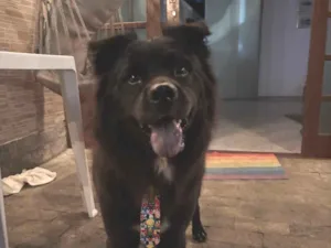 Cachorro raça Chow Chow idade 2 anos nome Escobar