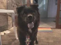 Cachorro raça Chow Chow idade 2 anos nome Escobar