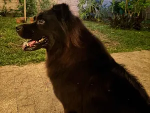 Cachorro raça Chow Chow idade 2 anos nome Escobar