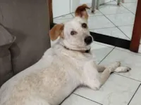 Cachorro raça SRD-ViraLata idade 3 anos nome Lua