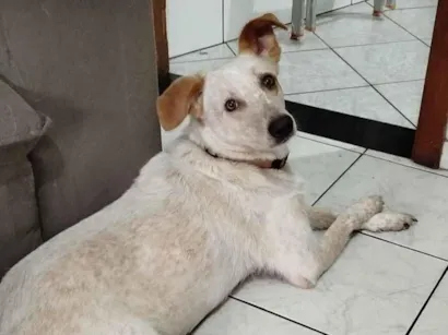 Cachorro raça SRD-ViraLata idade 3 anos nome Lua