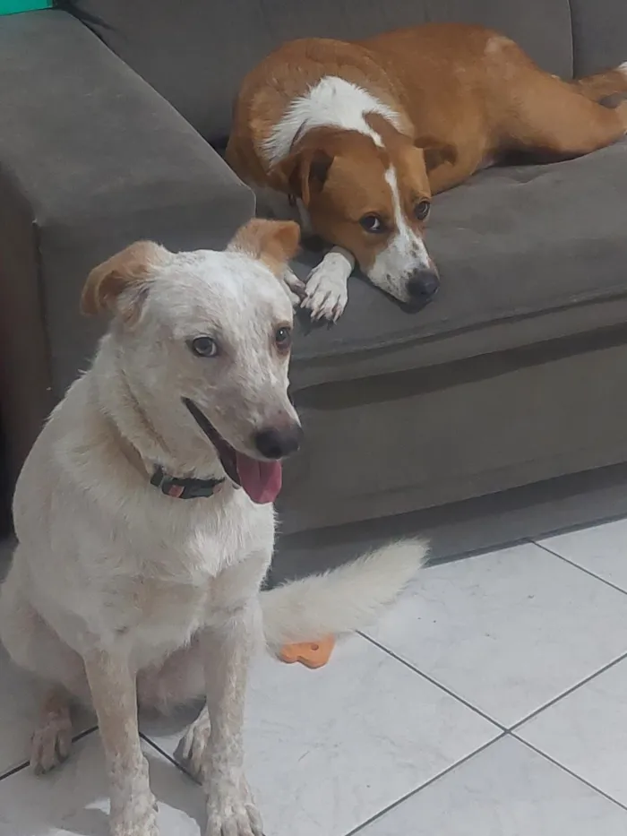 Cachorro raça SRD-ViraLata idade 3 anos nome Lua