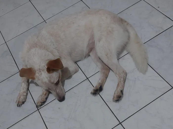 Cachorro raça SRD-ViraLata idade 3 anos nome Lua
