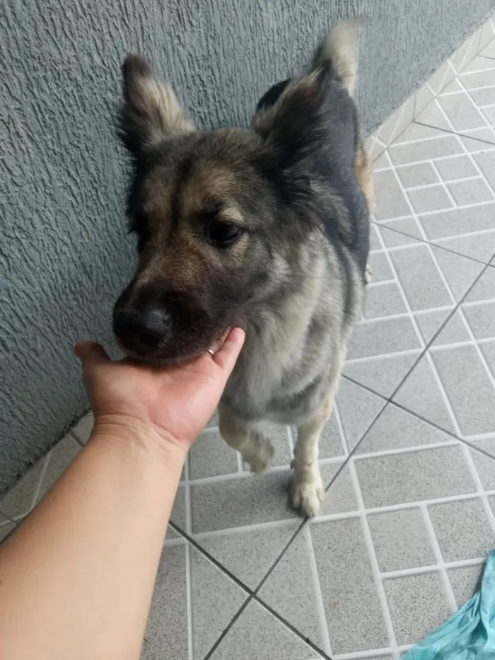 Cachorro raça SRD-ViraLata idade 2 anos nome Sem nome