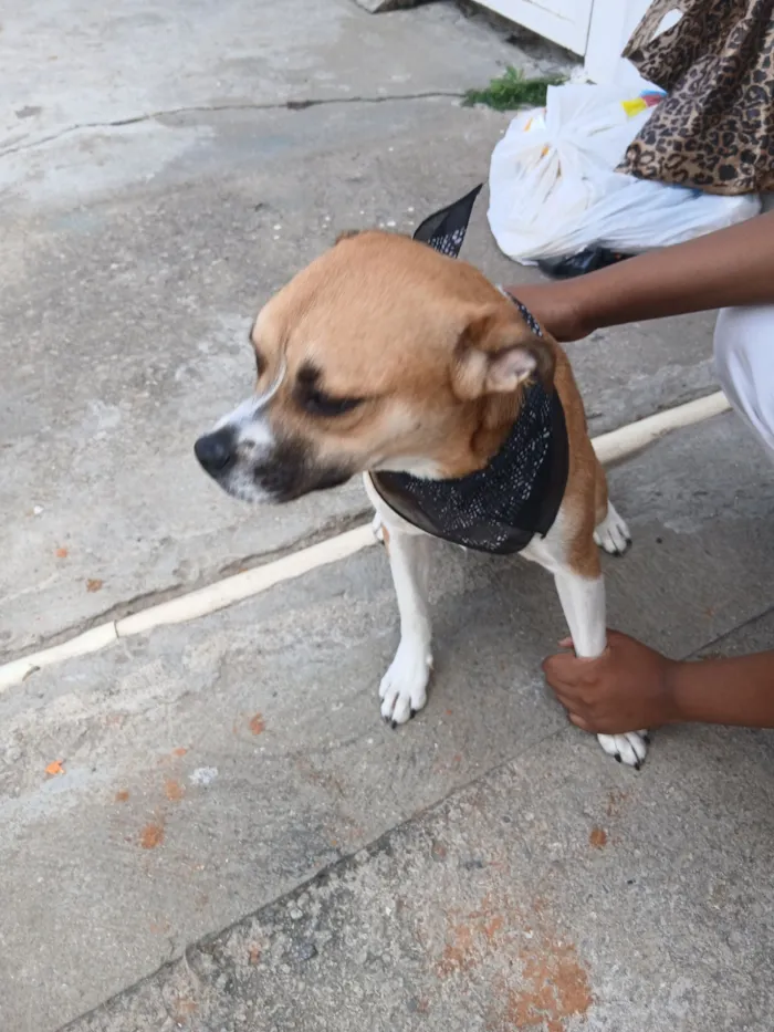 Cachorro raça SRD-ViraLata idade 2 anos nome Luíza 