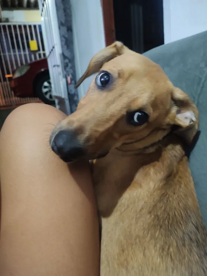 Cachorro raça SRD-ViraLata idade 2 a 6 meses nome Max