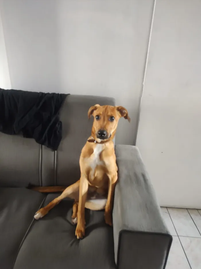 Cachorro raça SRD-ViraLata idade 2 a 6 meses nome Max