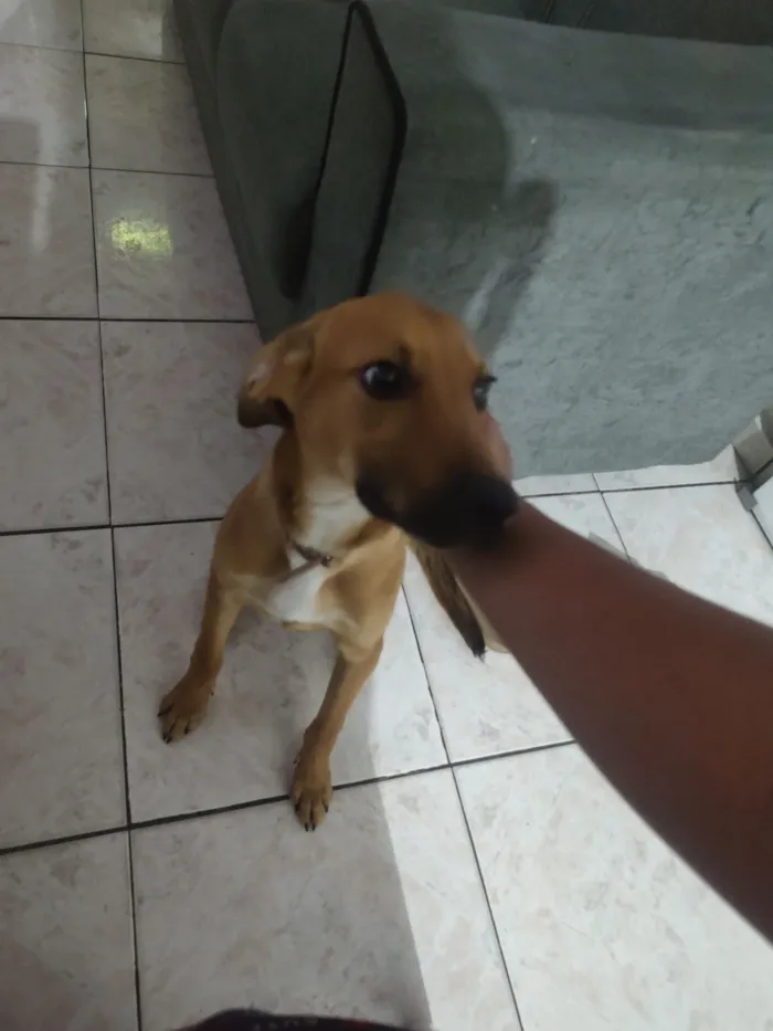 Cachorro raça SRD-ViraLata idade 2 a 6 meses nome Max