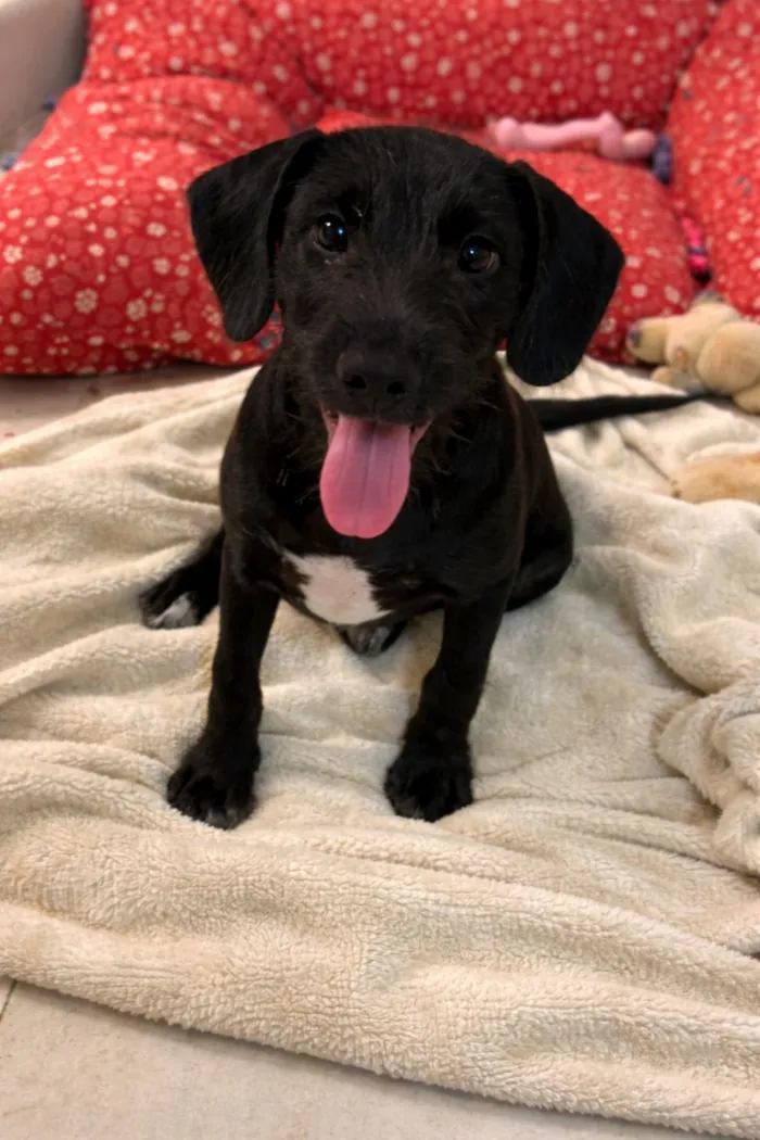 Cachorro raça SRD-ViraLata idade 2 a 6 meses nome Ainda não tem nome