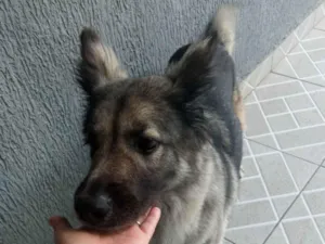 Cachorro raça SRD-ViraLata idade 2 anos nome Sem nome