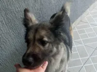 Cachorro raça SRD-ViraLata idade 2 anos nome Sem nome