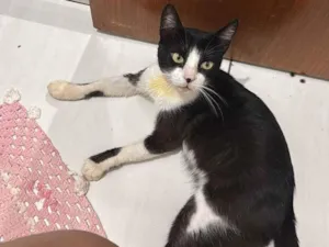 Gato raça SRD-ViraLata idade 6 ou mais anos nome Princeso