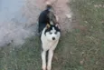 Cachorro raça Husky Siberiano idade 1 ano nome Ace 
