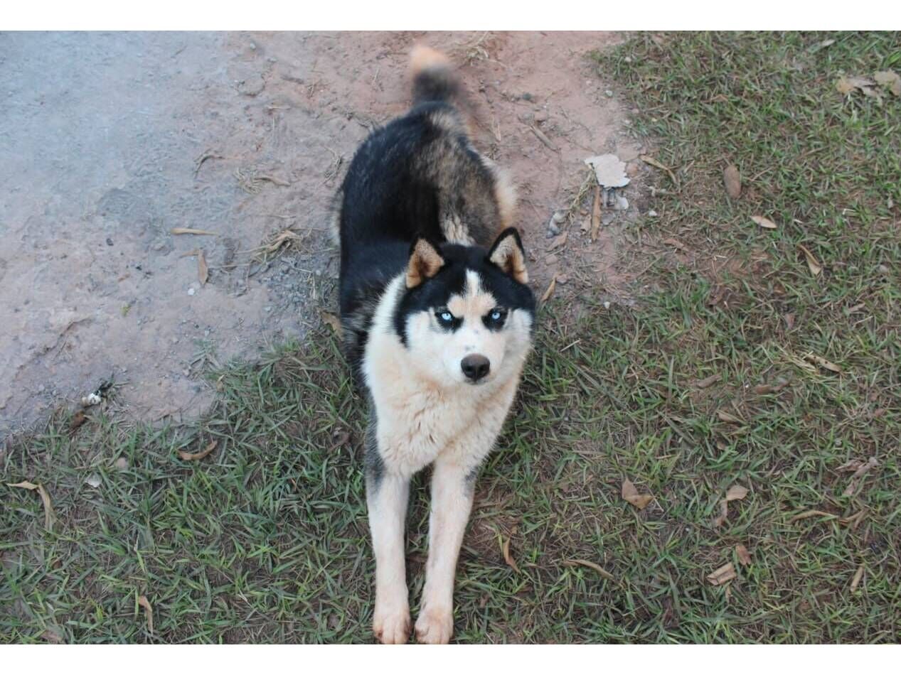Cachorro raça Husky Siberiano idade 1 ano nome Ace 