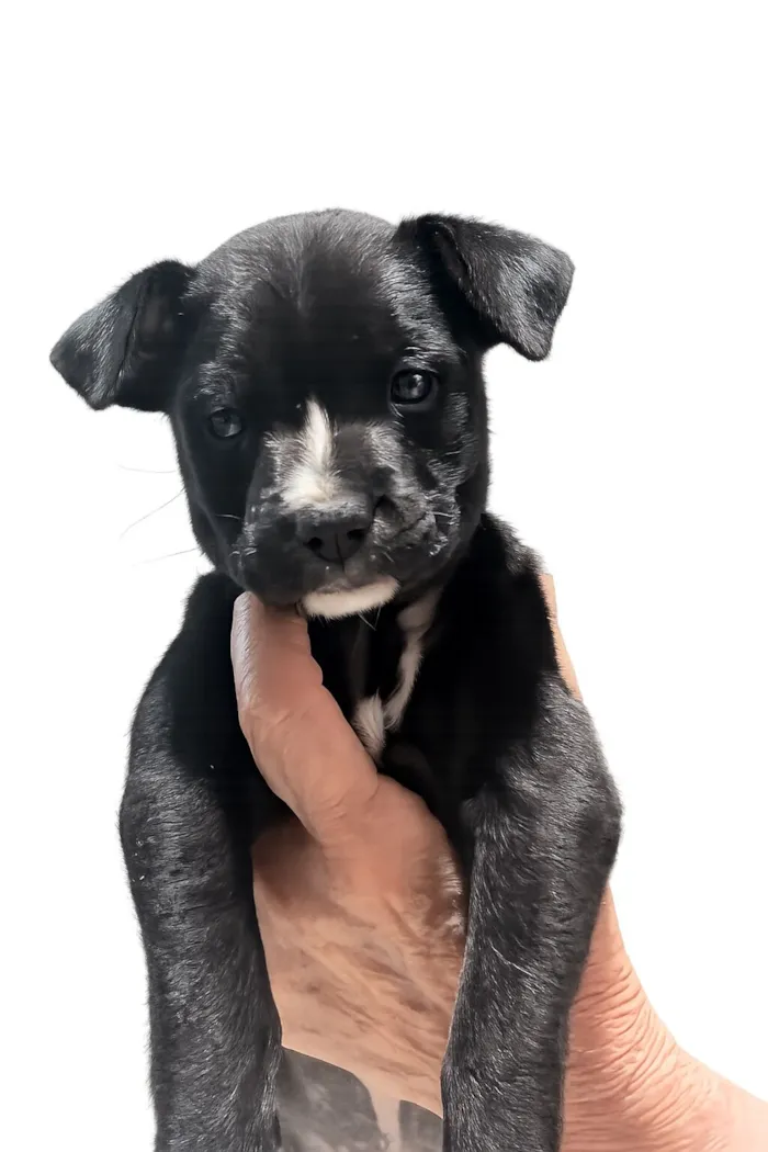 Cachorro raça SRD-ViraLata idade 2 a 6 meses nome Leona