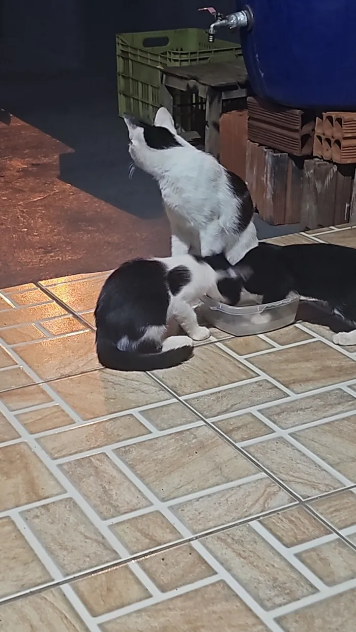 Gato raça SRD-ViraLata idade 2 a 6 meses nome Sem nome