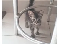 Cachorro raça SRD-ViraLata idade 2 a 6 meses nome Frederico