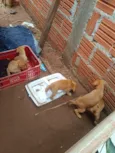 Cachorro raça SRD-ViraLata idade Abaixo de 2 meses nome Sem nome 