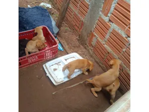 Cachorro raça SRD-ViraLata idade Abaixo de 2 meses nome Sem nome 