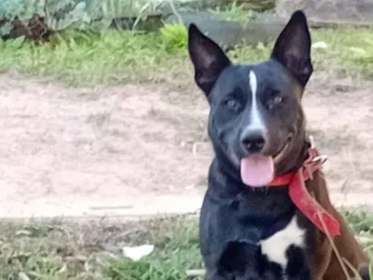 Cachorro raça SRD-ViraLata idade 1 ano nome Deco