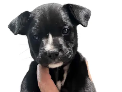 Cachorro raça SRD-ViraLata idade 2 a 6 meses nome Leona