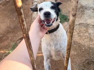 Cachorro raça SRD-ViraLata idade 6 ou mais anos nome Apollo