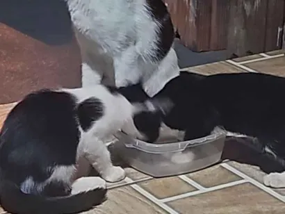 Gato raça SRD-ViraLata idade 2 a 6 meses nome Sem nome