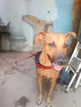 Cachorro raça SRD-ViraLata idade 3 anos nome Rosa Cristina Caetano da Fonseca