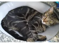 Gato raça SRD-ViraLata idade 1 ano nome Venom