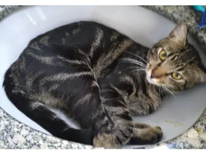 Gato raça SRD-ViraLata idade 1 ano nome Venom