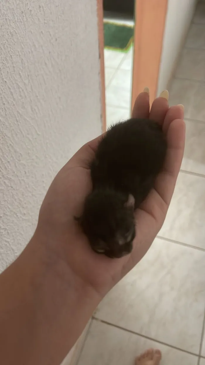 Gato raça SRD-ViraLata idade Abaixo de 2 meses nome Sem nome ainda 